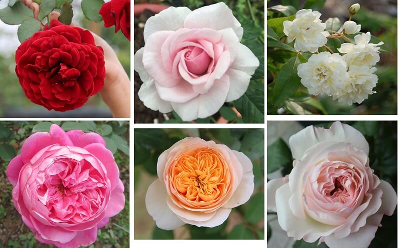 hoa hồng trồng trong vườn